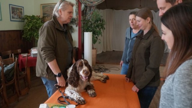 Erste Hilfe für den Hund